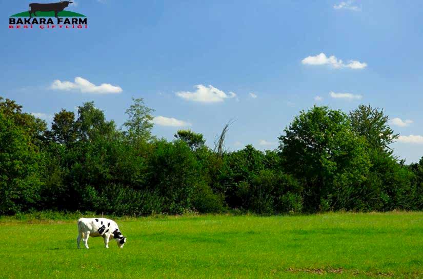 EKOLOJİK ÇİFTLİK NEDİR?