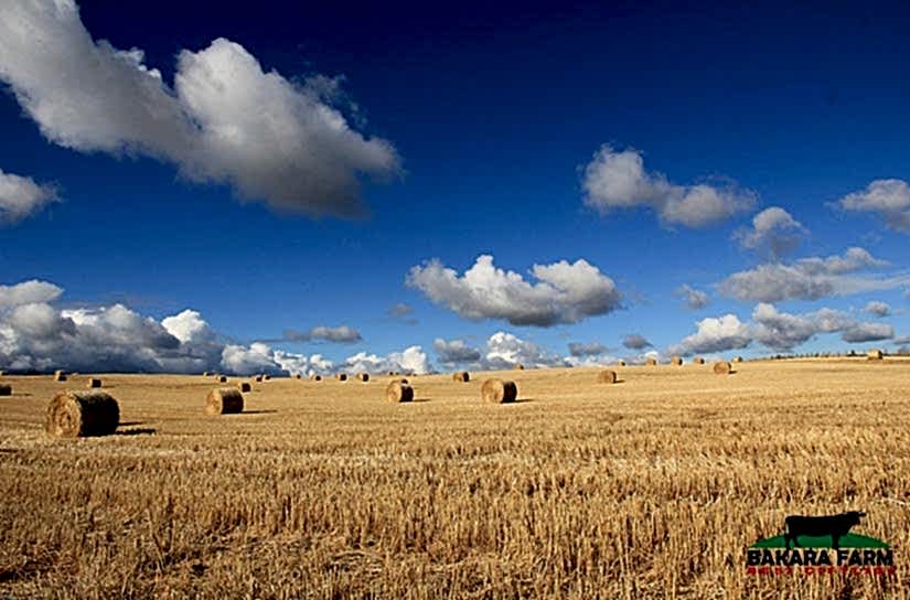 HAYVAN ÇİFTLİĞİ KURMADA ARAZİ SEÇİMİ