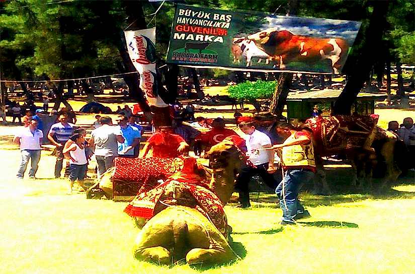 BAKARA FARM 26. KARAGÖZ ŞENLİKLERİNE SPONSORLUĞA İLE DAMGA VURDU