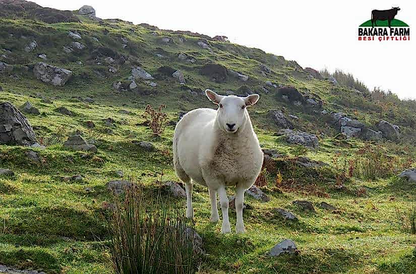 Küçükbaş Hayvancılık