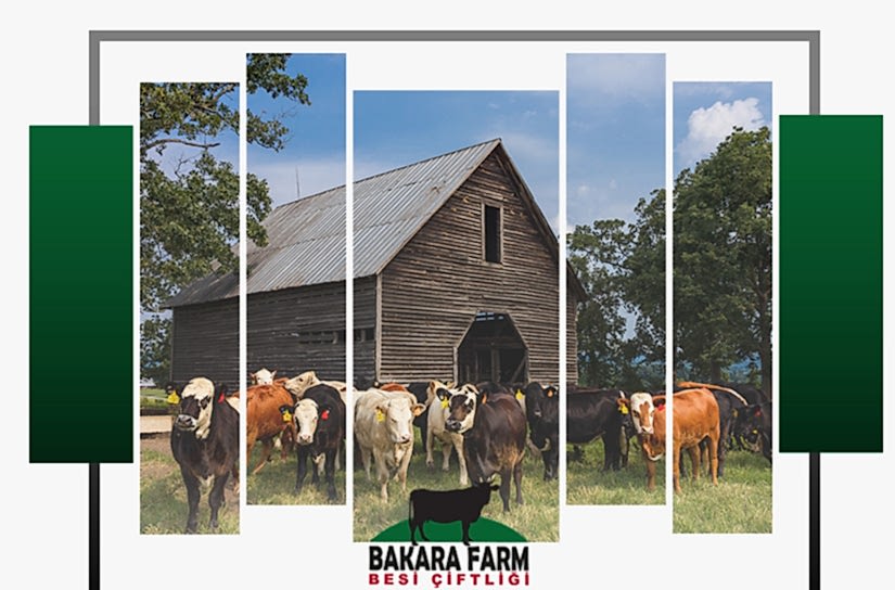 ÇİFTLİK KURULUMU NASIL YAPILIR?