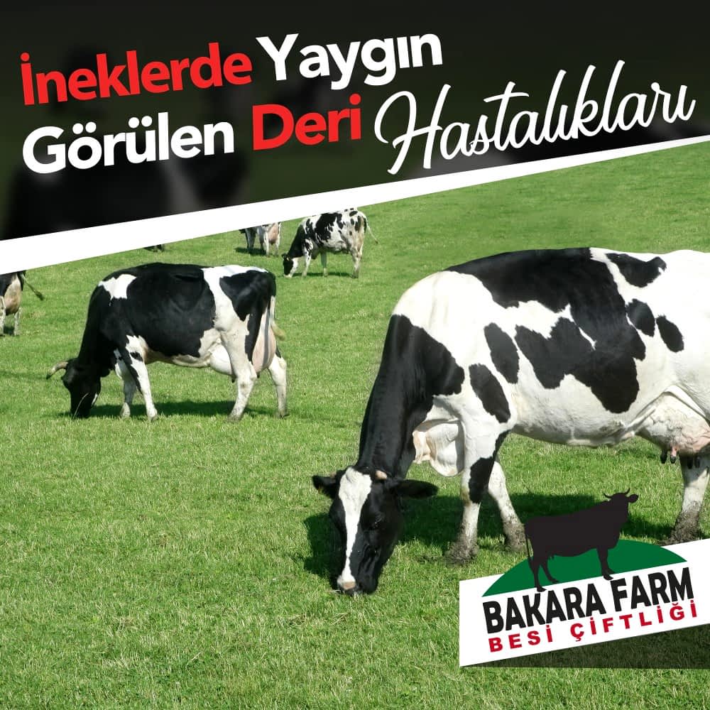İNEKLERDE YAYGIN GÖRÜLEN DERİ HASTALIKLARI