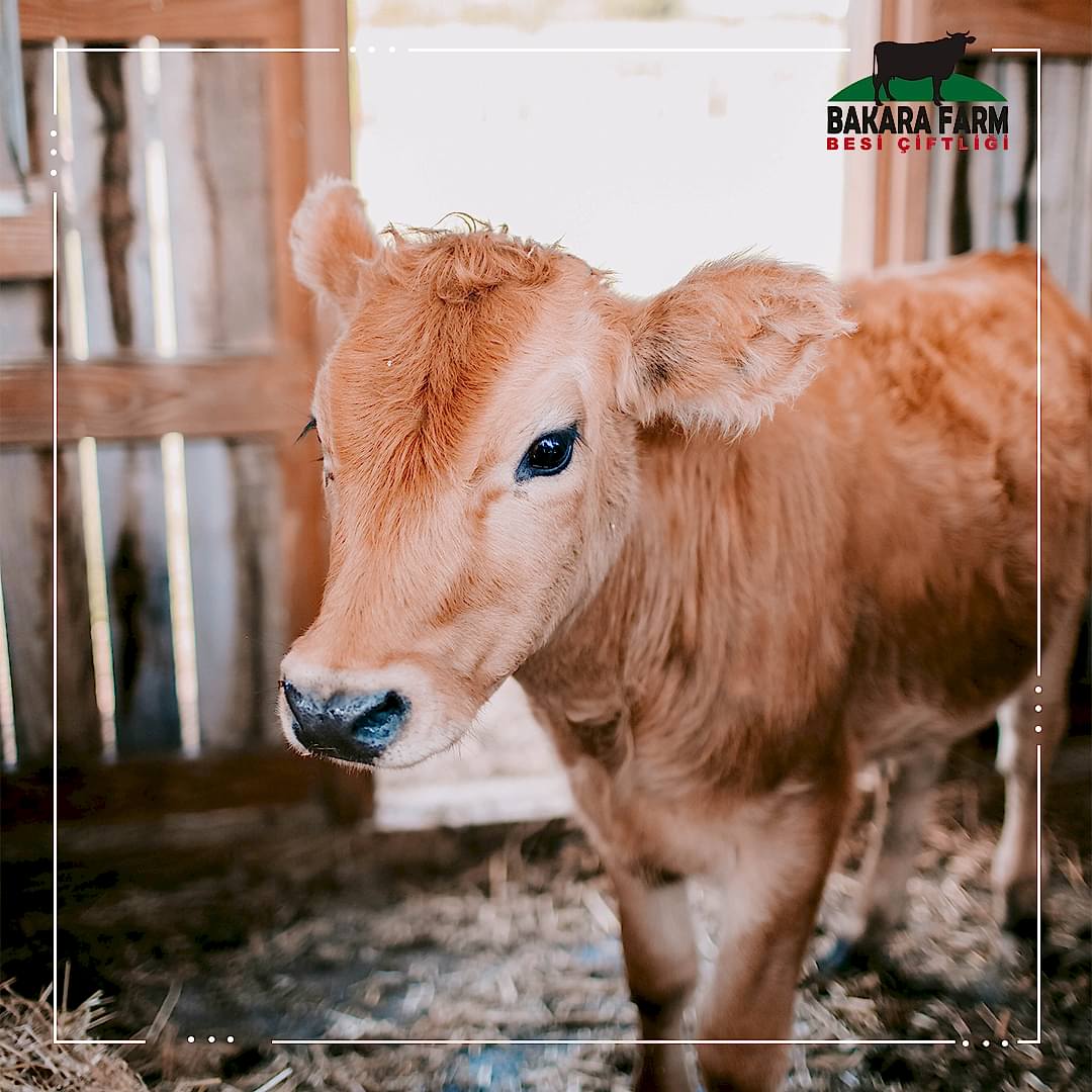 SOĞUK HAVALARDA BUZAĞI BAKIMI