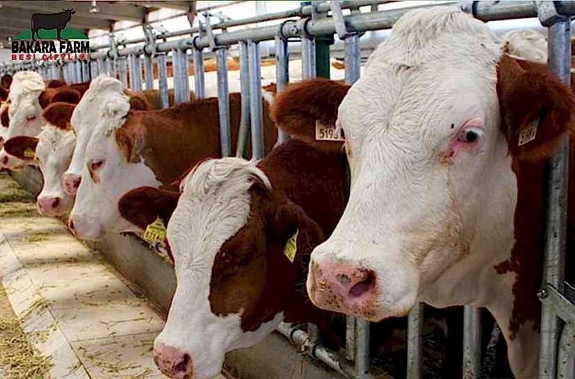 Büyükbaş Kurban Fiyatları