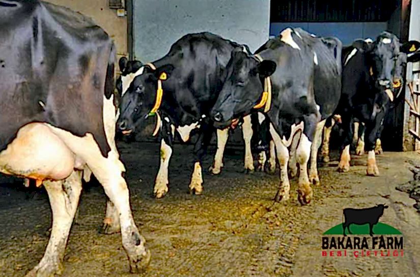 SÜT SIĞIRLARINDA TOPALLIK VE AYAK HASTALIKLARI NEDEN OLUR?