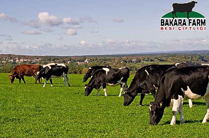 KURBANLIK SEÇİMİNDE DİKKAT EDİLMESİ GEREKENLER