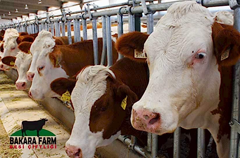 ORGANİK HAYVANCILIK SÜRDÜRÜLEBİLİR BİR HAYVANCILIK MI?