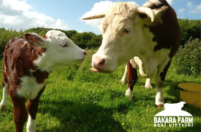 BÜYÜKBAŞ HAYVANLARDA TIRNAK HİJYENİ NEDEN ÖNEMLİDİR?