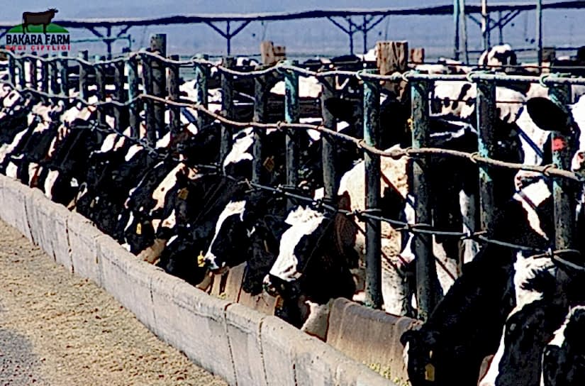 Hayvancılık Nasıl Yapılır ?