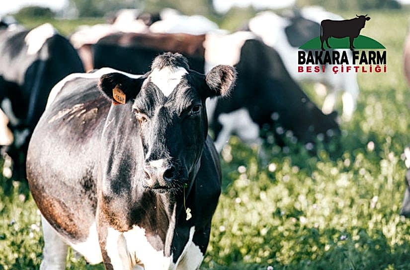 BURSA KURBANLIK BÜYÜKBAŞ  HAYVAN FİYATLARI