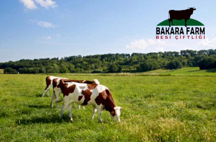 BURSA KURBANLIK SATIŞ YERİ NEREDE