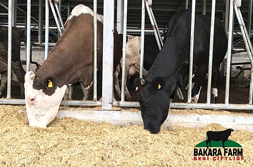 SEÇMELİ YEMLEME NEDİR? NASIL YAPILIR?