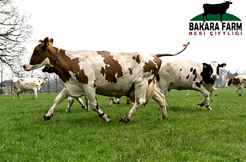 BURSA KURBAN KESİMİ 