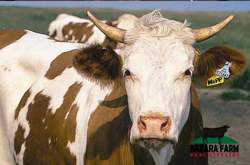 SIĞIRLAR NEDEN DIŞ GÖRÜNÜŞE GÖRE SINIFLANDIRILIR?