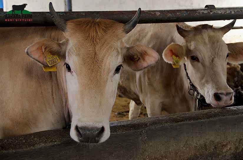 Kurbanlık Hayvan Nasıl Olmalıdır?