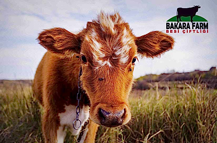 BUZAĞILARDA GÖBEK FITIĞI