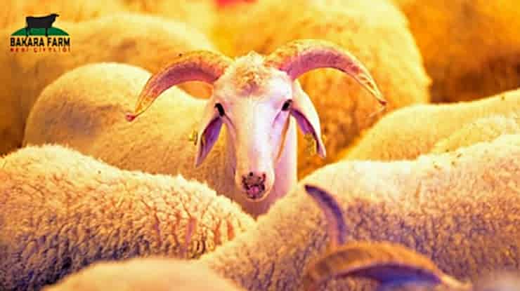 Kurbanlık Kesimi Nasıl Olmalı