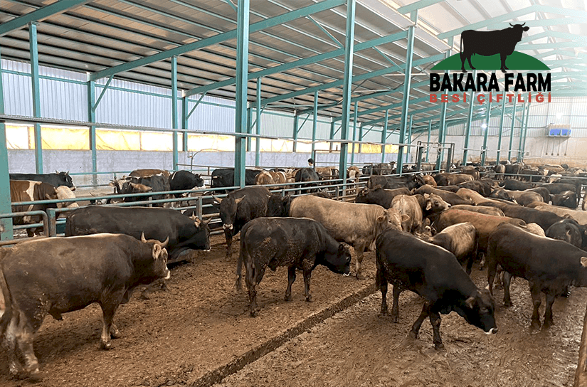 BURSA KURBANLIK  SATIŞI YAPAN HAYVAN ÇİFTLİKLERİ