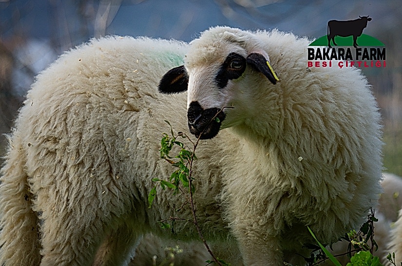 KOYUNLARIN BESLENMESİ