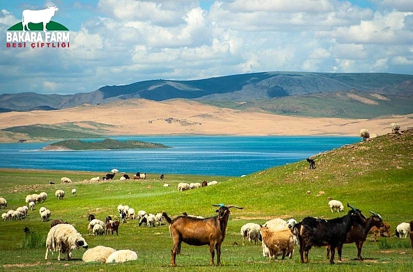 KÜÇÜKBAŞ HAYVAN YETİŞTİRİCİLİĞİ NEDİR?