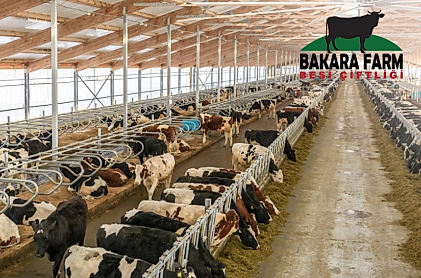 DEVLET ELİYLE BESİ SEKTÖRÜNDE DESTEKLER