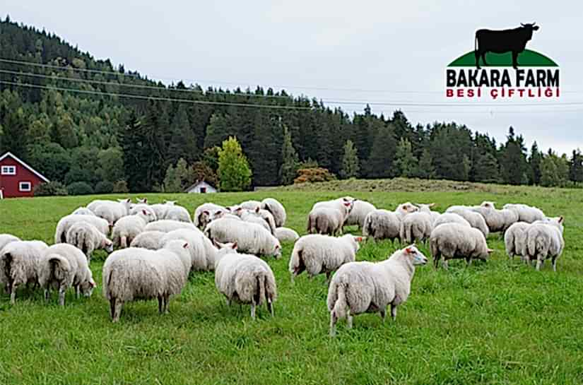 KOYUN YETİŞTİRİCİLİĞİ