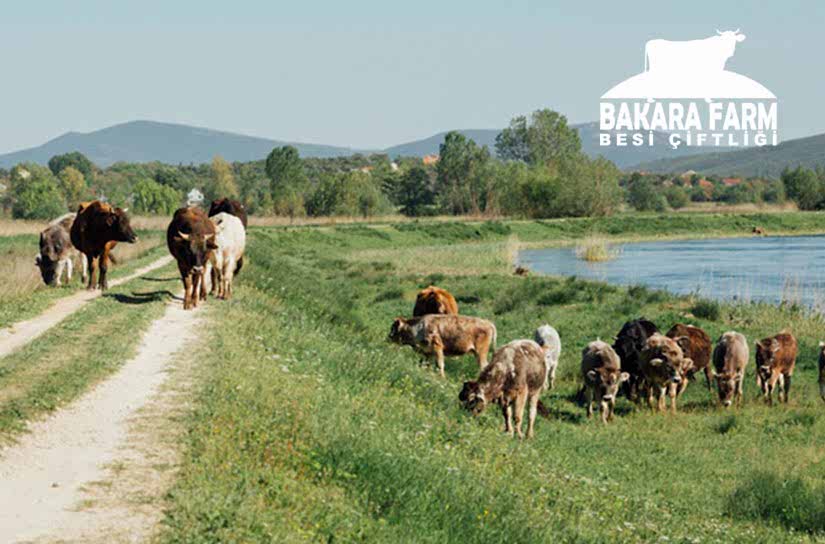 BURSA KURBAN PAZARLARI 