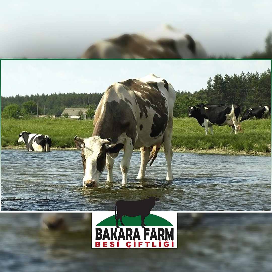 HAYVANLARIN SU TÜKETİMİ NE KADAR ÖNEMLİ?