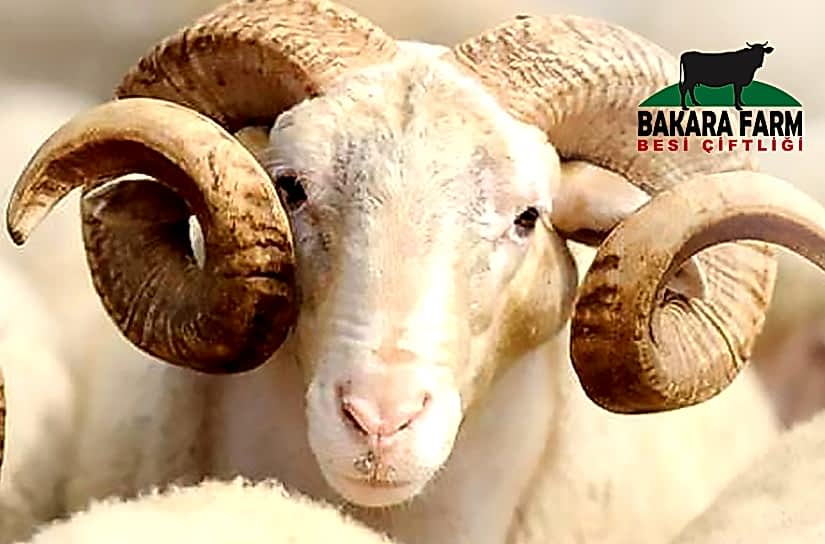 BURSA 2020 KURBANLIK KOÇ FİYATLARI