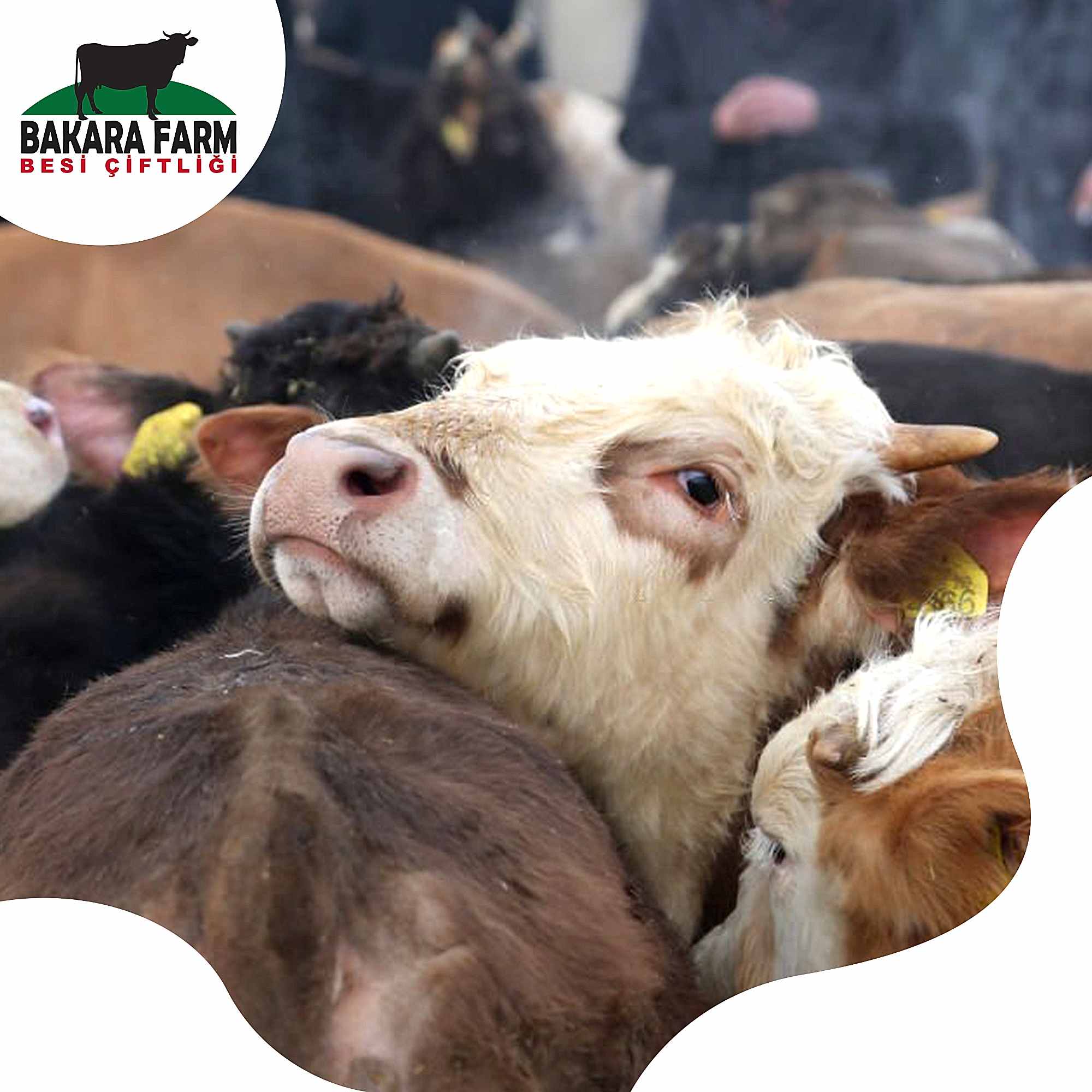 BÜYÜKBAŞ HAYVAN TEŞVİKLERİ