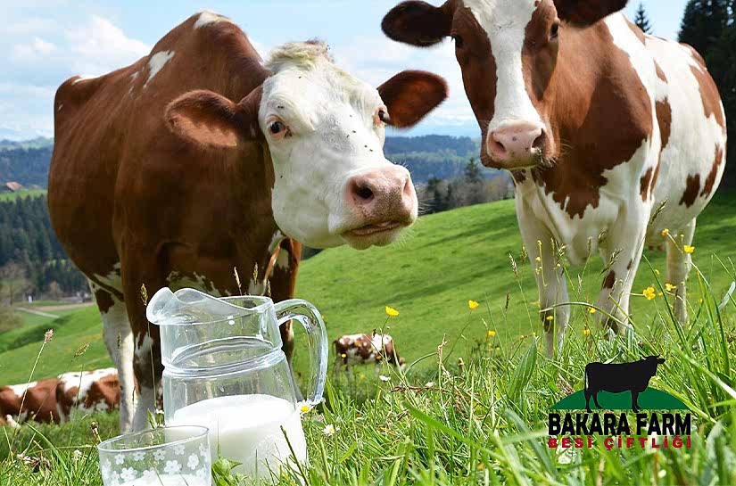 KALİTELİ SÜT ÜRETİMİ NASIL OLMALIDIR?