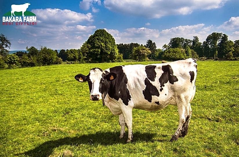 İNEKLERDE TOPALLIK HAKKINDA