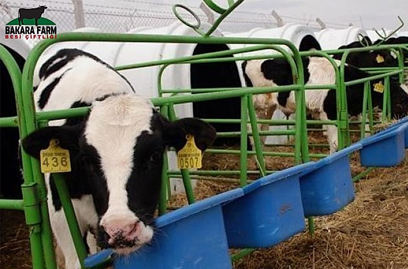 Hayvancılık Nedir, Nasıl Yapılır?