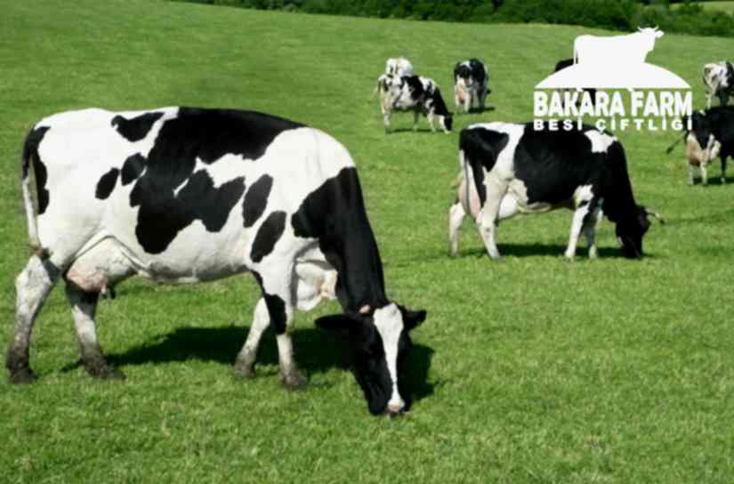 BURSA KURBAN KESİMİ ŞARTLARI