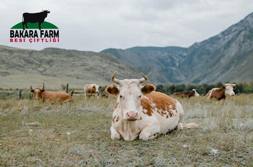 İNEKLERDE SÜT HUMMASI NEDEN OLUR? TEDAVİSİ NASIL YAPILIR?