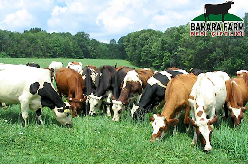 BÜYÜKBAŞ HAYVAN KREDİSİ NASIL ALINIR?