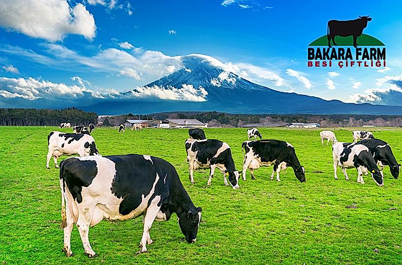 DAMIZLIK HAYVAN NE DEMEKTİR?