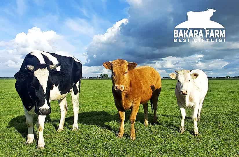 BURSA ÇİFTLİKLERİNDE UYGUN FİYATLI  KURBANLIK SEÇİMİ