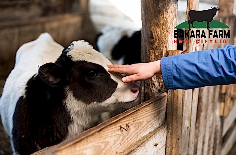 BURSA KURBANLIK HAYVAN ÇİFTLİKLERİ