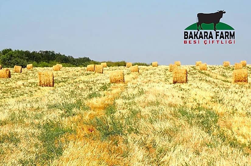 YEM BİTKİLERİ DESTEĞİ NEDİR?