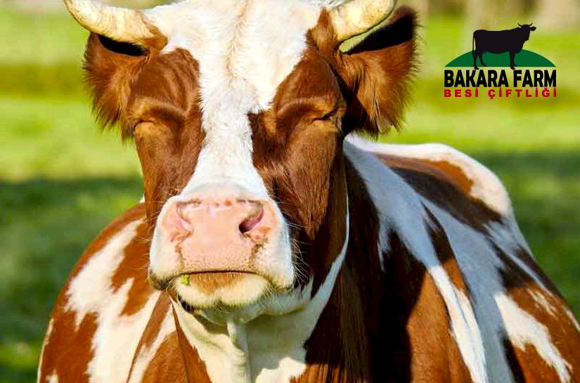 SÜT SIĞIRLARINDA KARACİĞER YAĞLANMASI 