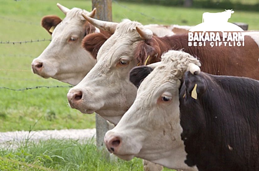 KURBAN ETİ NASIL TÜKETİLMELİDİR?