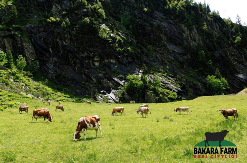BURSA'DA BÜYÜKBAŞ HAYVANCILIK YAPIMI