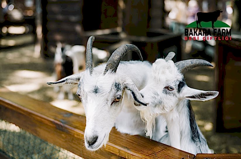 KEÇİ YETİŞTİRİCİLİĞİ