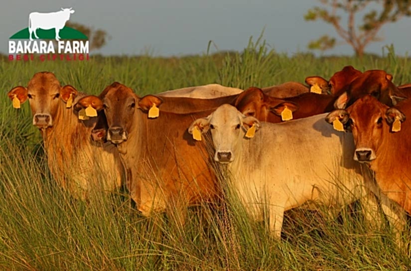 HAYVAN BESİLERİNDE KULLANILAN YEMLER NELERDİR?