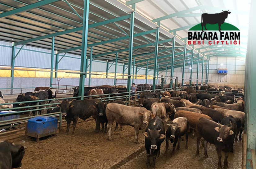 KURBAN NASIL SEÇİLMELİDİR, HANGİ ÖZELLİKLERE DİKKAT EDİLMELİDİR?