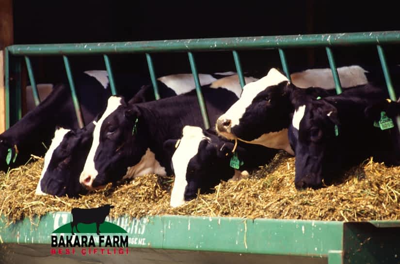 BÜYÜKBAŞLARDA SİNDİRİM SİSTEMİ HASTALIKLARI