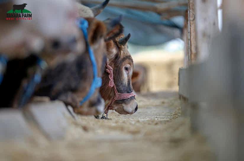 Kurbanlık Seçerken Dikkat Edilmesi Gerekenler