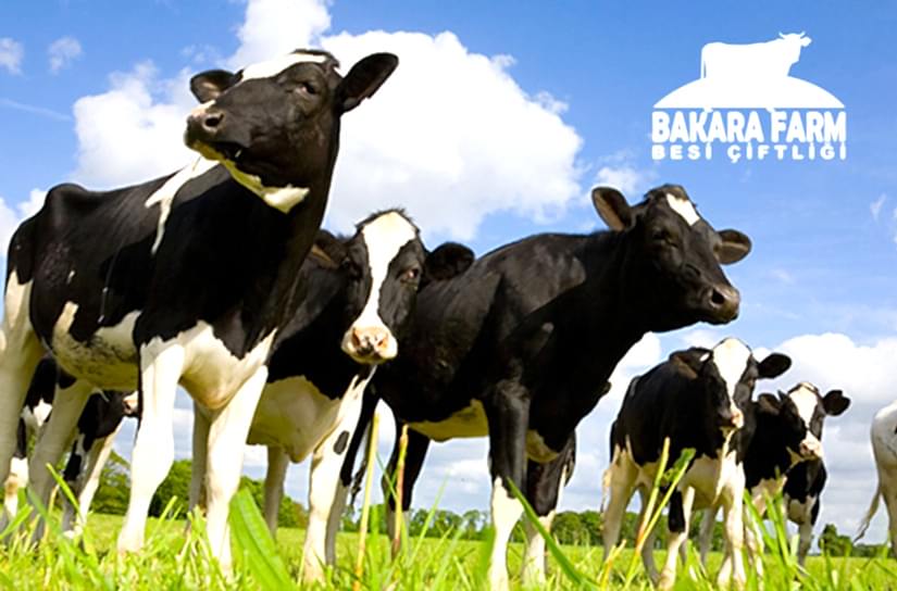 KURBANLIK SEÇİMİNDE NELERE DİKKAT EDİLMELİ