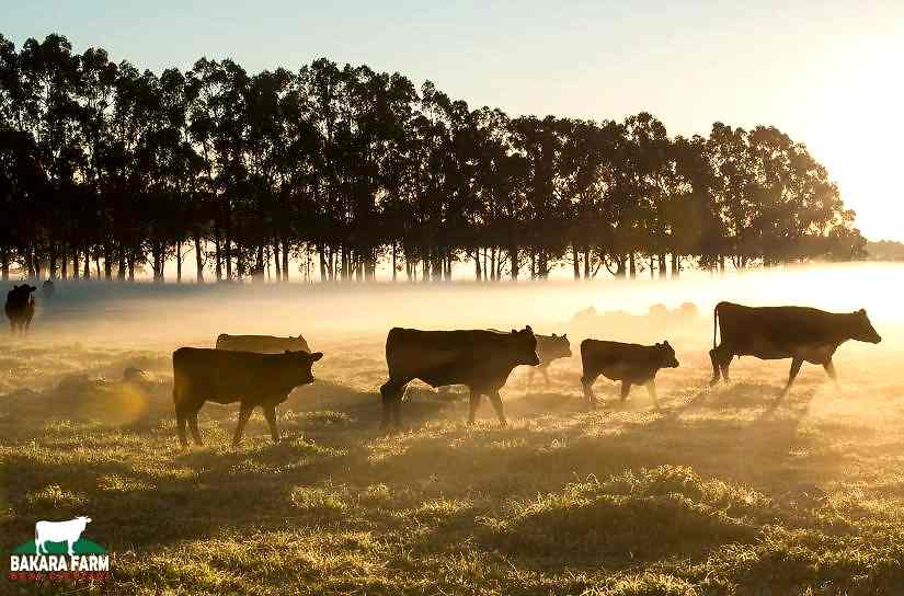 ÇİFTLİK HAYVANLARINDA AYAK HAVUZU KULLANIMI